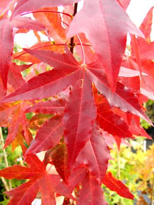 SHANTUNG MAPLE
