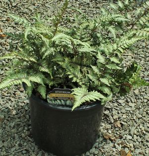 PEWTER LACE FERN