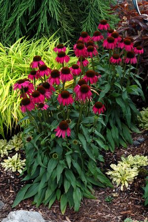 RASPBERRY TART CONEFLOWER