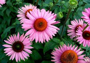 RUBY GIANT CONEFLOWER