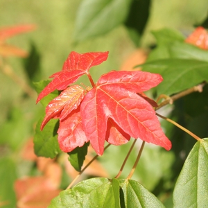 TRIDENT MAPLE