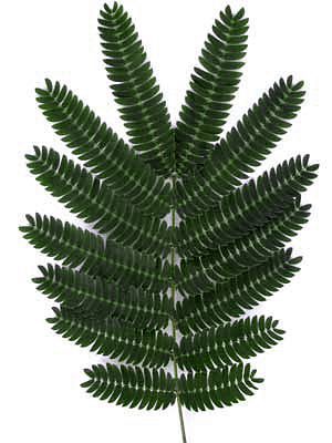 OMBRELLA MIMOSA