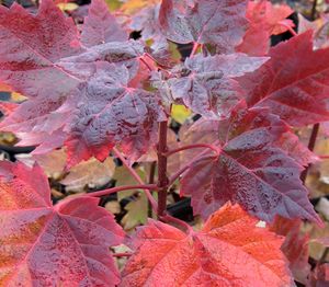 SUPER SONIC™ RED MAPLE