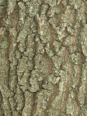 ENGLISH OAK