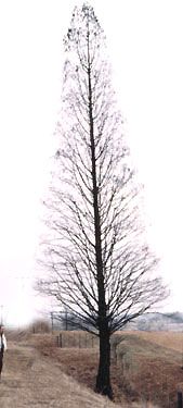 SHAWNEE BRAVE® BALD CYPRESS
