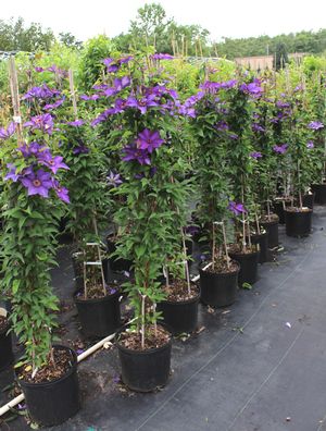THE PRESIDENT CLEMATIS