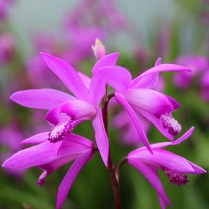 HARDY CHINESE ORCHID