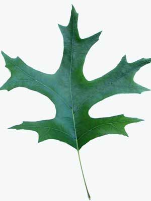 PIN OAK