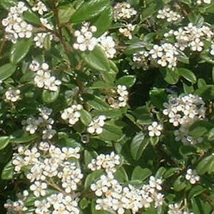 SCARLET LEADER COTONEASTER