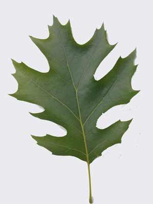 SHUMARD OAK