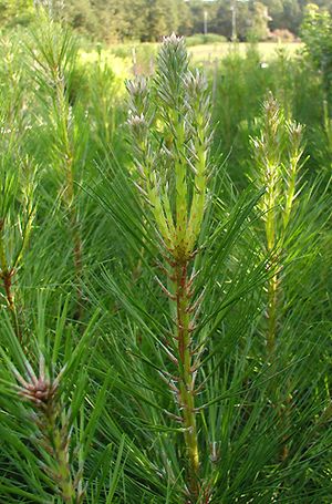 LOBLOLLY PINE