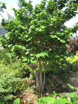 AVONDALE REDBUD