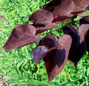 BURGUNDY HEARTS™ REDBUD