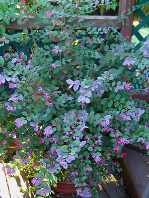 PLUM PURPLE LOROPETALUM