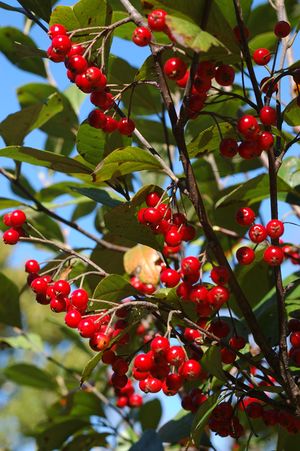 AUTUMN MAGIC BLACK CHOKEBERRY