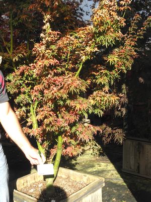 LION'S HEAD UPRIGHT JAPANESE MAPLE