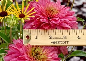 PINK POODLE CONEFLOWER