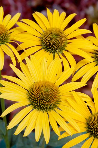 MAC 'N CHEESE CONEFLOWER