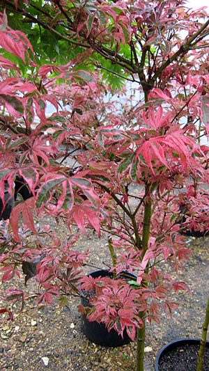 SHIRAZZ UPRIGHT JAPANESE MAPLE