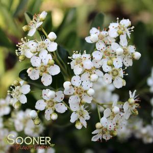 SANTA CRUZ PYRACANTHA