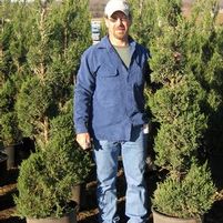 BLUE POINT JUNIPER