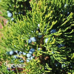 CANAERTI JUNIPER