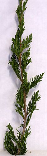 SPARTAN JUNIPER