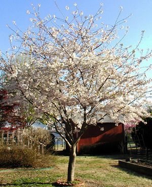 YOSHINO FLOWERING CHERRY