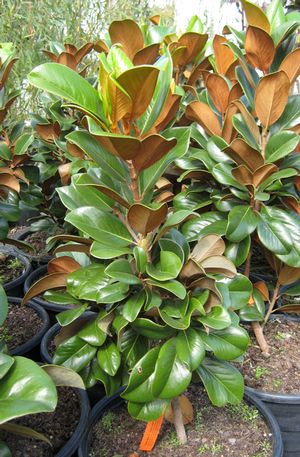 TEDDY BEAR® MAGNOLIA