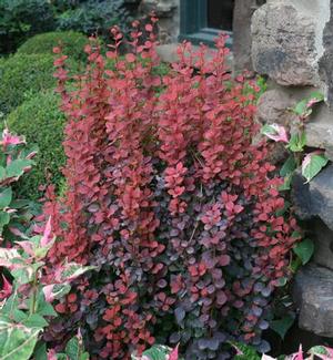 ORANGE ROCKET BARBERRY