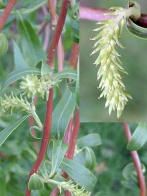 CORKSCREW WILLOW