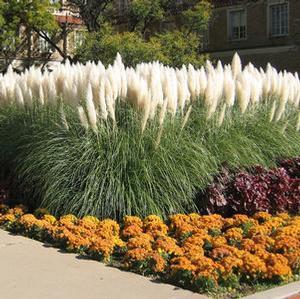 JET STREAMS™ DWARF PAMPAS GRASS
