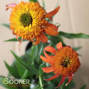 HOT PAPAYA CONEFLOWER