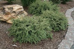 NORTHERN BORDERS™ COTONEASTER