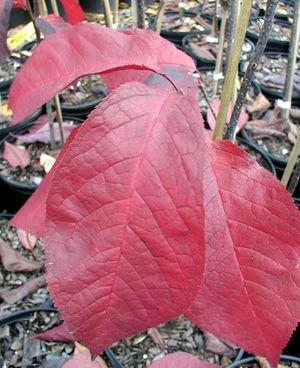 CANADA RED CHOKECHERRY