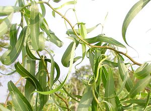 GOLDEN IDOL DWARF CORKSCREW WILLOW