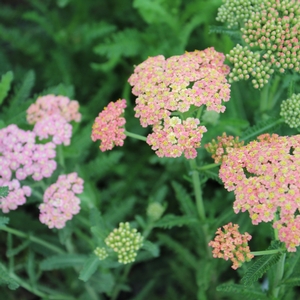 SUMMER PASTELS YARROW
