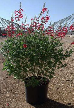 VERMILLION BLUFFS® MEXICAN SAGE