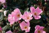 BLUSHING KNOCK OUT® ROSE