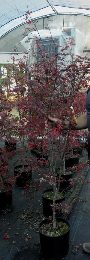 TROMPENBURG UPRIGHT JAPANESE MAPLE
