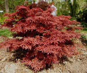 SHAINA DWARF UPRIGHT JAPANESE MAPLE