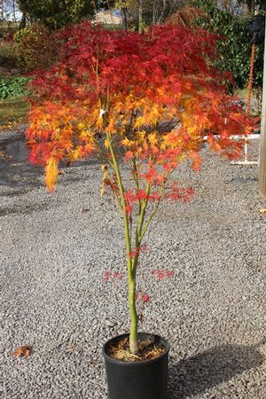 SEIRYU UPRIGHT JAPANESE MAPLE