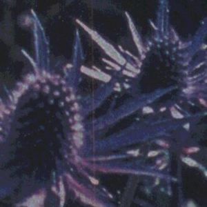 SAPPHIRE BLUE SEA HOLLY