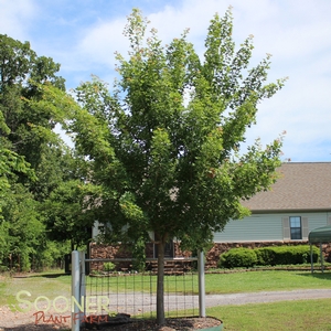 FIRE DRAGON® SHANTUNG MAPLE