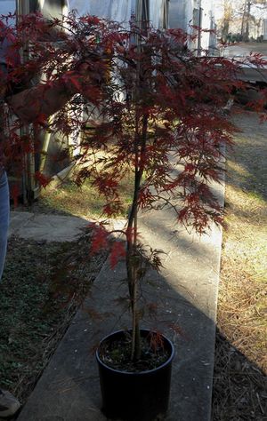 ORANGEOLA WEEPING JAPANESE MAPLE
