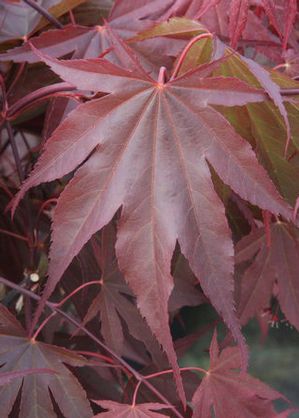 HEFNER'S RED UPRIGHT JAPANESE MAPLE