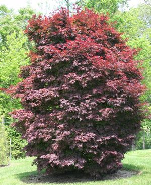 PIXIE UPRIGHT JAPANESE MAPLE