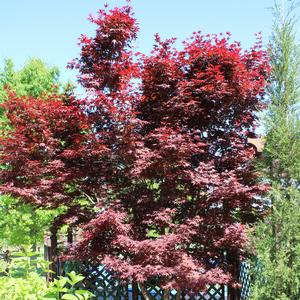 EMPEROR I UPRIGHT JAPANESE MAPLE