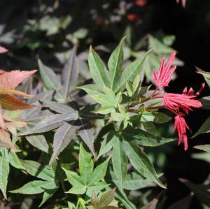 RUBY STARS DWARF UPRIGHT JAPANESE MAPLE