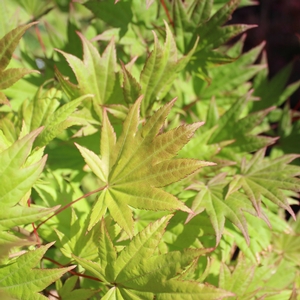 AUTUMN MOON UPRIGHT JAPANESE MAPLE